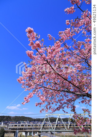 Kawazu Sakura and Kashima Line Kawazu Sakura and Kashima Line 49825134