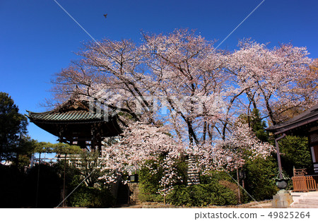 即將盛開的福井的吉野吉野（1） 49825264