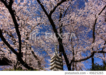 即將盛開的福井的吉野吉野（2） 49825265