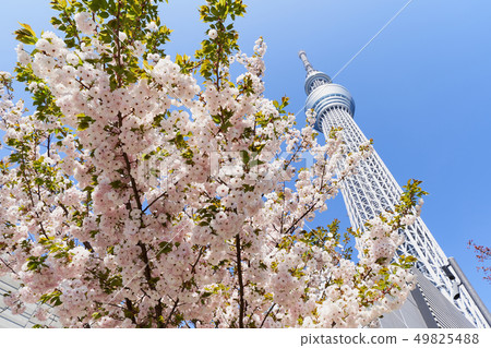 Tokyo Sky Tree and Cherry Tree 49825488