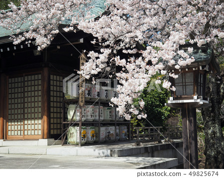 Gokoku Shinto Shrine in Mito City, Ibaraki Prefecture 49825674