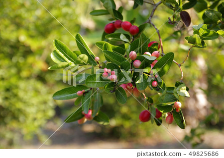 carunda or karonda fruit on tree in organic farm carunda or karonda fruit on tree in organic farm 49825686