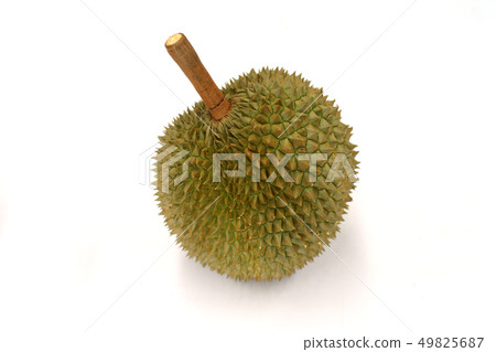 durian fruits isolated on white background durian fruits isolated on white background 49825687