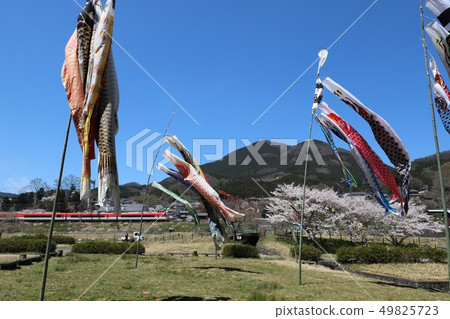 Haibara Fureai Hiroba Koinobori和櫻花 Haibara Fureai Hiroba Koinobori和櫻花 49825723