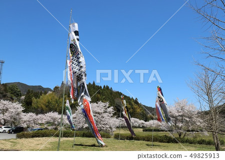 Haibara Fureai Hiroba Koinobori和櫻花 Haibara Fureai Hiroba Koinobori和櫻花 49825913