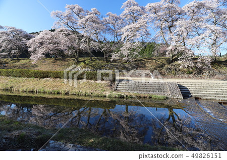 Ayu River's Senbonkakura 49826151