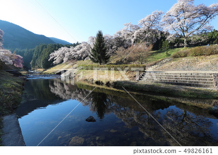 Ayu River's Senbonkakura Ayu River's Senbonkakura 49826161