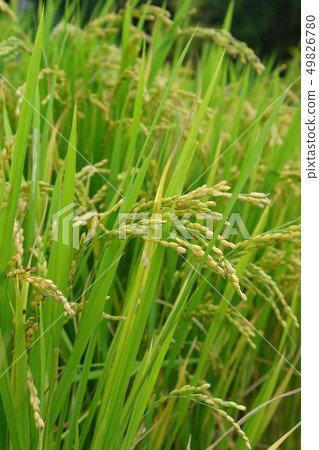 rice plant rice plant 49826780