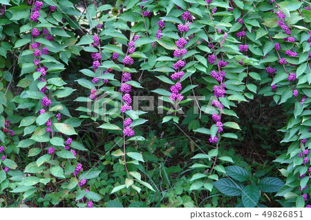 A little harpoon tree 49826851