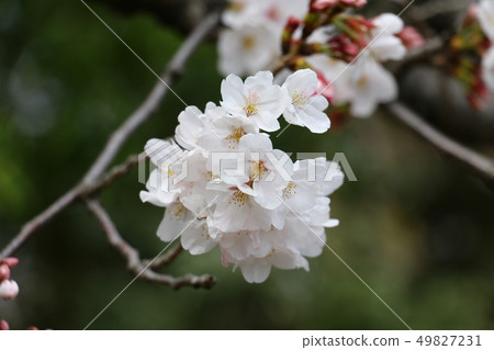 櫻花(櫻花) 櫻花(櫻花) 49827231