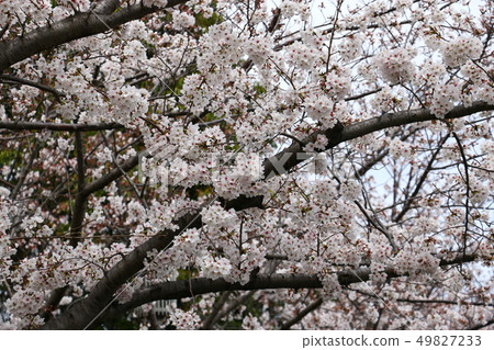 櫻花（櫻花） 49827233