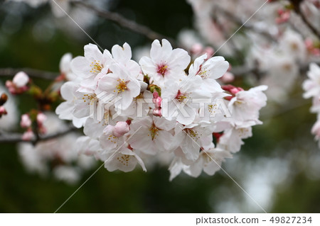 櫻花（櫻花） 49827234