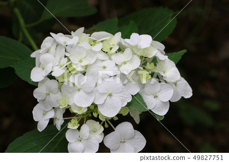 Hydrangea part 7 Hydrangea part 7 49827751