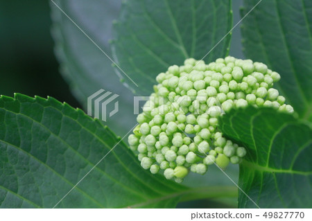 Hydrangea part 25 Hydrangea part 25 49827770