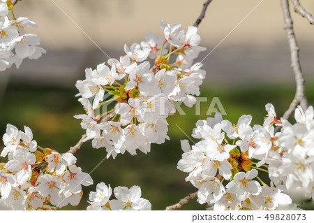 Beautiful cherry blossom or sakura in japanese Beautiful cherry blossom or sakura in japanese 49828073