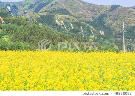 Beautiful Yellow flowers blossoming in  spring 49828092