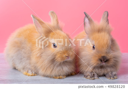 Couple small brown rabbits stay on pink background 49828120