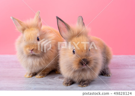 Couple small cute brown rabbits on pink background 49828124