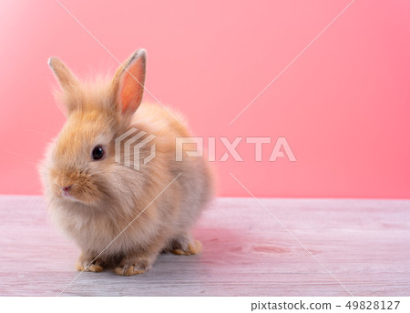 Small light brown rabbit stay with pink background 49828127