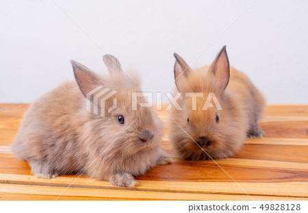Two of little brown rabbits on pink background 49828128