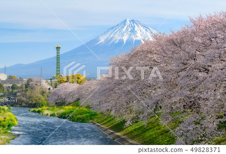 <Shizuoka Prefecture> A famous spot of cherry blossoms Mt. Fuji and flow of cherry blossoms and Juigawa <Shizuoka Prefecture> A famous spot of cherry blossoms Mt. Fuji and flow of cherry blossoms and Juigawa 49828371