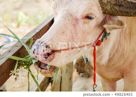 Asian buffalo in Thailand. 49828401