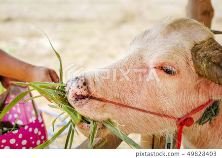 Asian buffalo in Thailand. 49828403