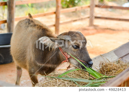 Asian buffalo in Thailand. 49828413