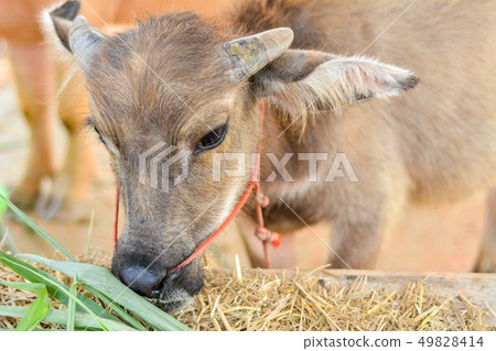 Asian buffalo in Thailand. 49828414