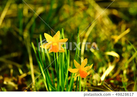 Rappa Narcissus / Narcissus Rappa Narcissus / Narcissus 49828617