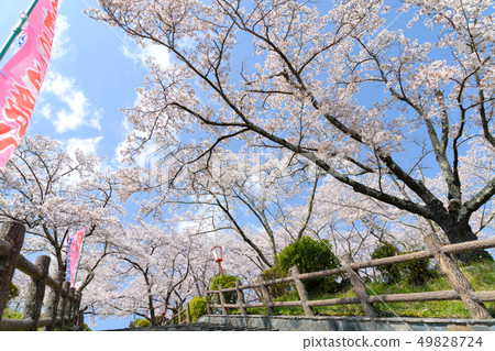 <山梨縣>大王公園櫻花節 49828724