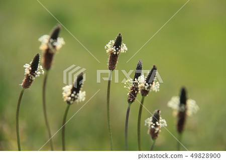 長葉車前 49828900