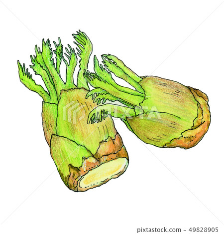 Taro sprout wild vegetables 49828905