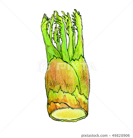Taro bud 2 wild vegetables 49828906