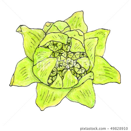 Fukinoto 2野菜 49828910