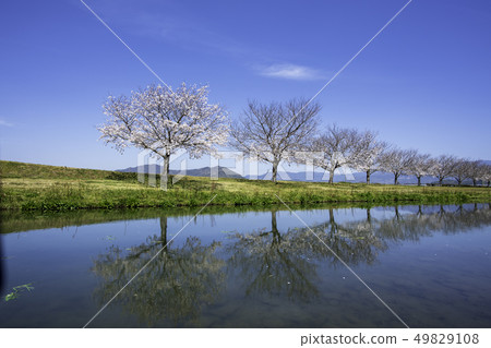 Cherry Blossoms Cherry Blossoms 49829108