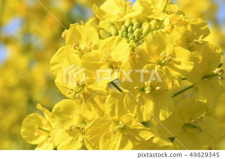 Rape blossoms Rape blossoms 49829345