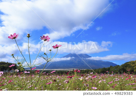 Flower City (Autumn) 49829383