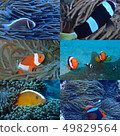 6在日本看到的Anemonefish 49829564
