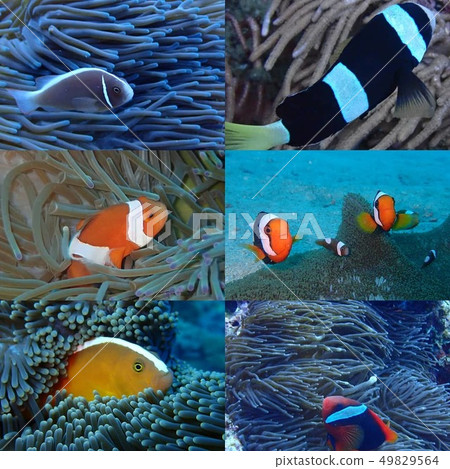 6在日本看到的Anemonefish 6在日本看到的Anemonefish 49829564