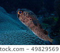 豪豬魚 49829569
