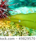 熱飛魚 49829570