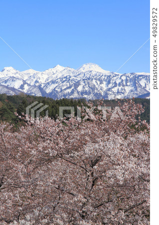 盛開的櫻花和新潟Yakiyama Itoigawa City Miyama Park 盛開的櫻花和新潟Yakiyama Itoigawa City Miyama Park 49829572