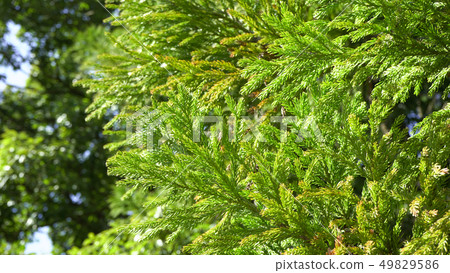 Cedar Pollen Cedar Pollen 49829586