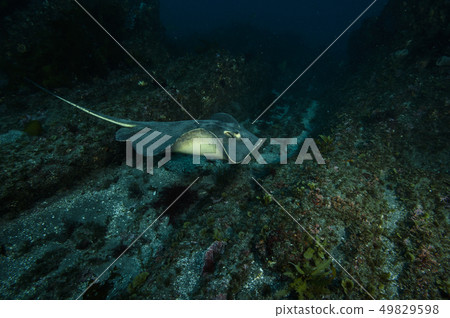一群鯊魚 一群鯊魚 49829598