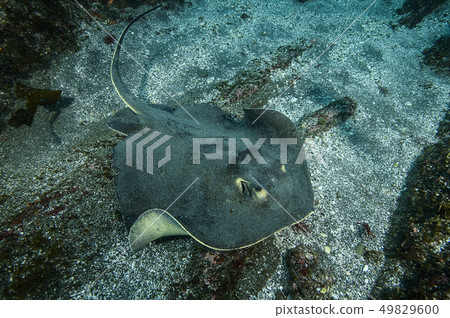 在海底游泳 在海底游泳 49829600