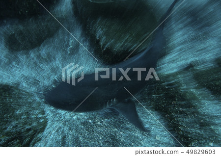 A group of sharks A group of sharks 49829603