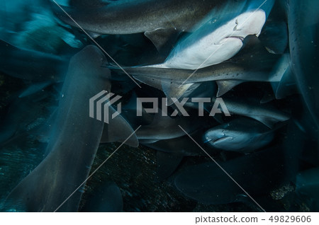 一群鯊魚 一群鯊魚 49829606