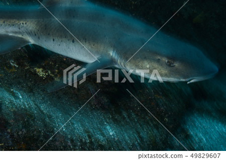 A group of sharks A group of sharks 49829607