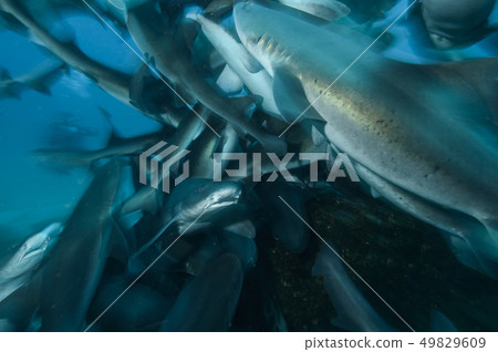 A group of sharks A group of sharks 49829609